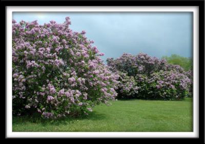 Lilacs and Storm Cloud