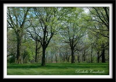 The Trees at Lilac Arboretum