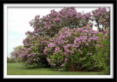 Mass of Lilacs