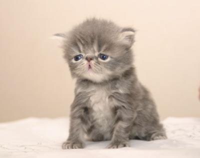 Posa kan han ox :)