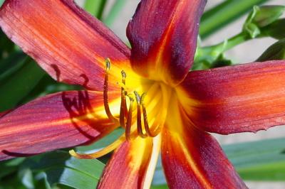 Tiger Lilly