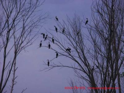 birds roosting .jpg