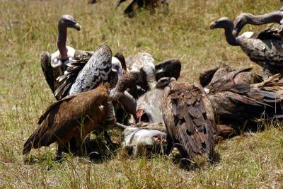 Masai Mara - carnivors eating carnivor