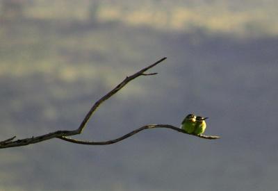 Two lil' birds, Masai Mara, Kenya