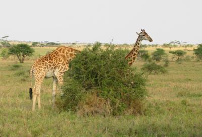 Longneck, Serengeti, Tanzania