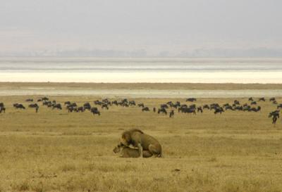 Ngorongoro - mating lions
