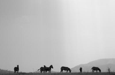 Ngorongoro - zebras bw