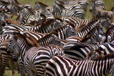 Sea of zebras, Ngorongoro, Tanzania