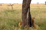 Ngorongoro - peckish lions