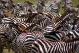 Sea of zebras, Ngorongoro, Tanzania