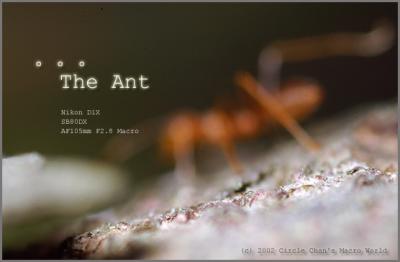 The Ant Story