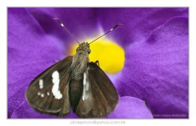 Butterfly 02.jpg