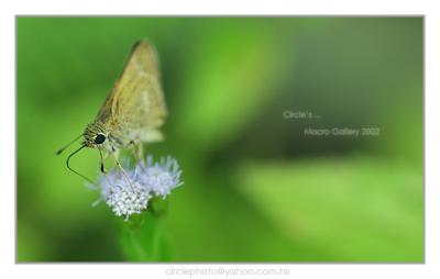 Butterfly 04.jpg