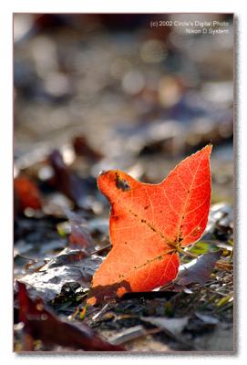 pbase roof leaf.jpg