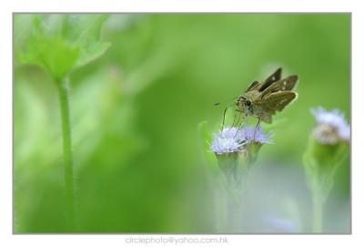 pb Butterfly 05.jpg