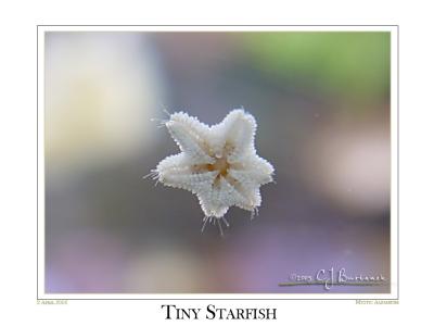 02Apr05 Tiny Starfish