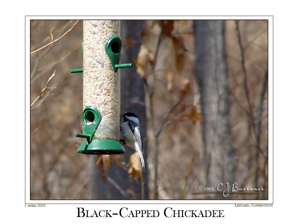 01Apr05 Chickadee 3