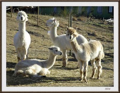 Four White Llamas