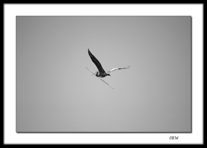 Great Blue Heron #2 <br><br><a href=http://www.pbase.com/rtwo/profile Robin Reid</A><BR>