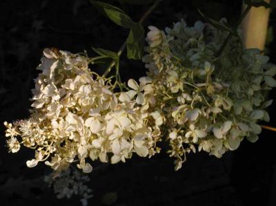 Sunlit Snowball