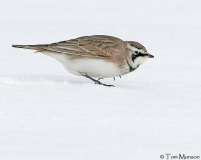 Horned Lark