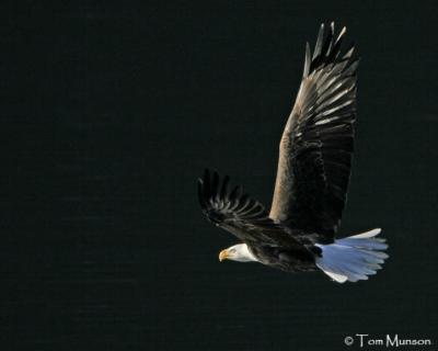 Bald Eagles