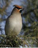 Bohemian Waxwing