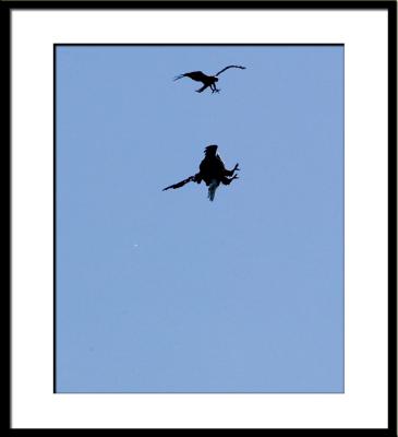 Eagle & hawk 'dogfight'