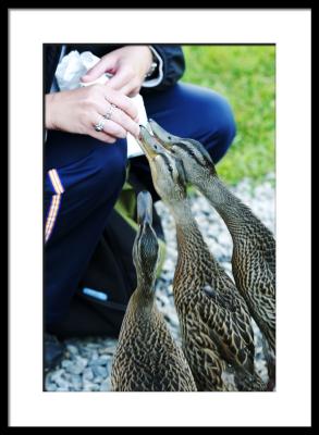 Feeding the Ocean Point ducks who are...