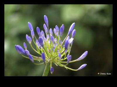 u12/companianu/medium/35508386.fleurs03b.jpg
