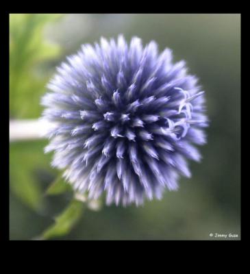 u12/companianu/medium/35513238.fleurs26b.jpg