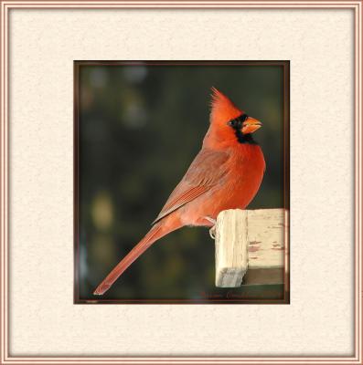 Cardinal chisel frame.jpg