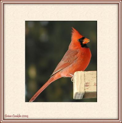 Cardinal chisel frame2.jpg