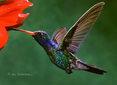 Broadbill Hummingbird