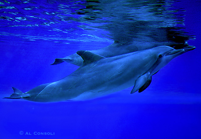 Dolphins