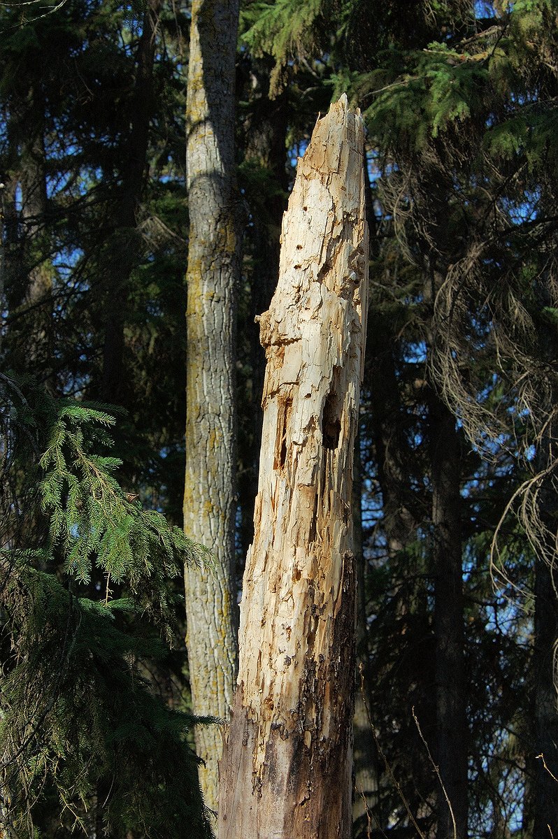 DSC_4935.jpg