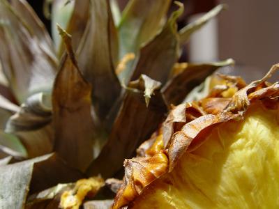January 4, 2005Composting PineappleDay 243
