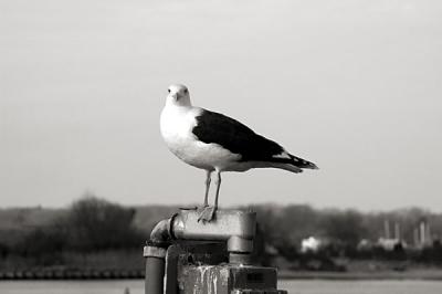 SeaGull 2