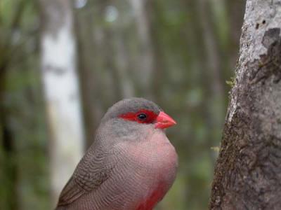 Common Waxbill (Estrilda astrild) - Pico de Coral - Bec de Corall