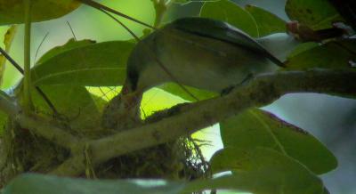 Mauritius Grey White-eye (Zosterops mauritianus)