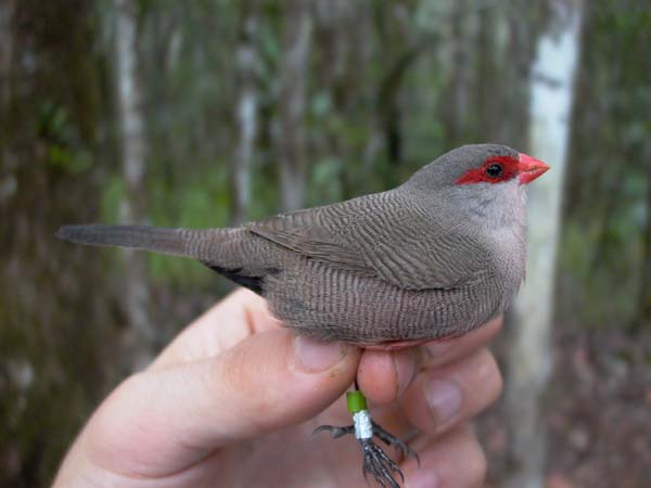 Common Waxbill (Estrilda astrild)