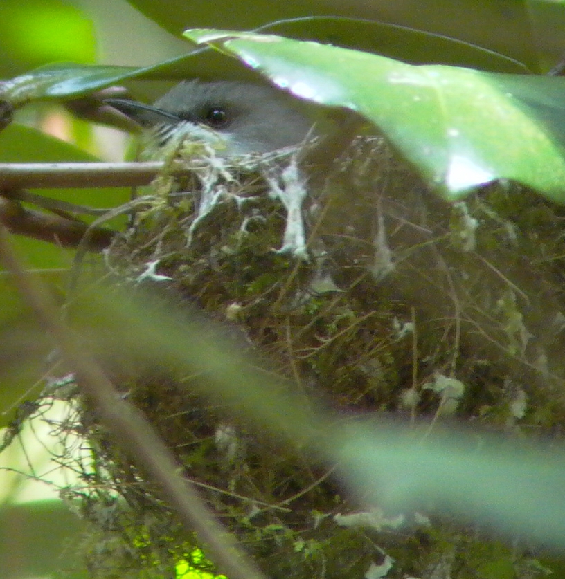 Mauritius Grey White-eye (Zosterops mauritianus)