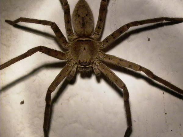 Wolf spider (Mauritius)