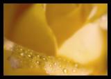 Wet Rose 2*