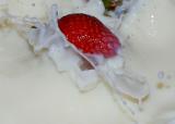 Strawberry Braving The Milky Rapids*