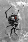 Red Bane<br><i>by Michael Soo</i>