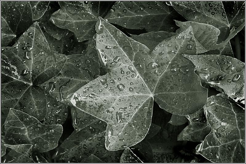 Wet Ivy