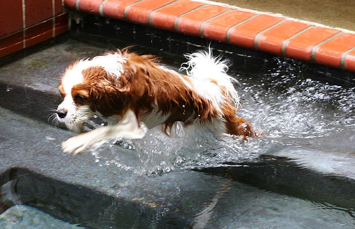 <B>He Loves to Swim</b> *