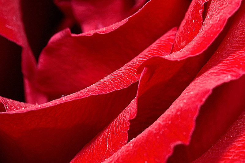 Red Rose *