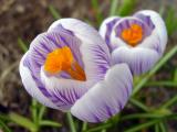 0504_crocus.jpg